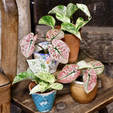 Iedera diavolului Curgatoare (Epipremnum) Marble Queen - 30 cm