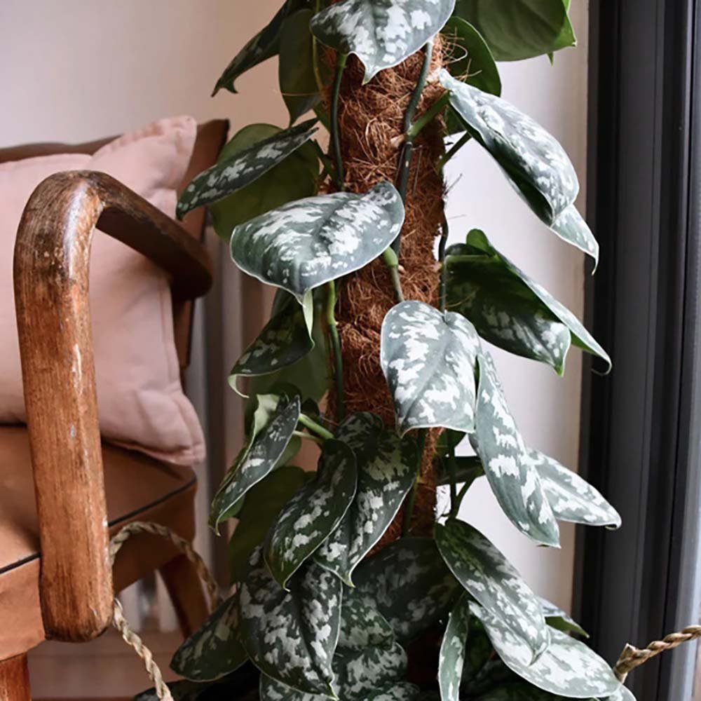Iedera diavolului Curgatoare Epipremnum Silvery Ann - 20-30 cm