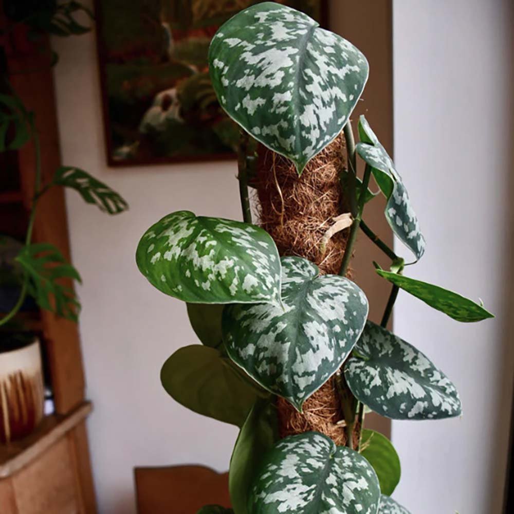 Iedera diavolului Curgatoare Epipremnum Silvery Ann - 20-30 cm