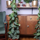 Iedera diavolului Curgatoare Epipremnum Silvery Ann (Cu Suport) - 120 cm