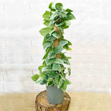 Iedera diavolului Curgatoare Epipremnum Silvery Ann (Cu Suport) - 120 cm