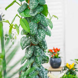 Iedera diavolului Curgatoare Epipremnum Silvery Ann (Cu Suport) - 120 cm