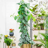 Iedera diavolului Curgatoare Epipremnum Silvery Ann (Cu Suport) - 120 cm