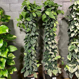 Iedera diavolului Curgatoare Epipremnum Silvery Ann (Cu Suport) - 120 cm