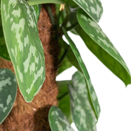 Iedera diavolului Curgatoare Epipremnum Silvery Ann (Cu Suport) - 120 cm