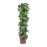 Iedera diavolului Curgatoare Epipremnum Silvery Ann (Cu Suport) - 120 cm
