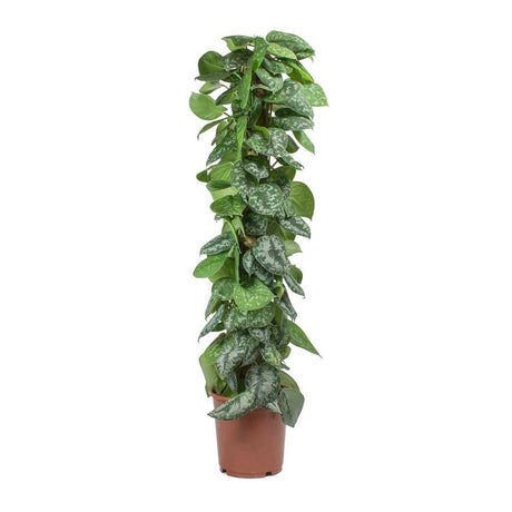 Iedera diavolului Curgatoare Epipremnum Silvery Ann (Cu Suport) - 120 cm