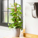 Iedera diavolului Epipremnum Aureum (Cu Suport) - 120 cm
