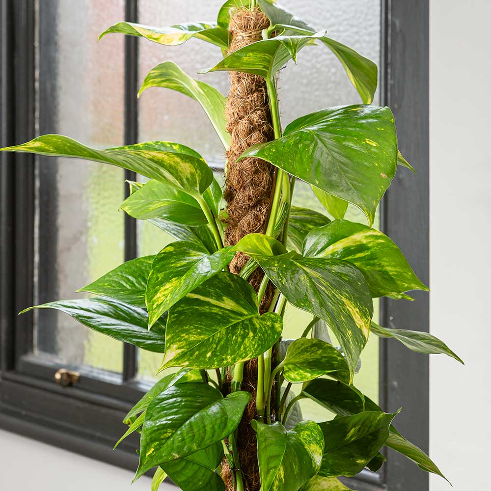 Iedera diavolului Epipremnum Aureum (Cu Suport) - 160 cm