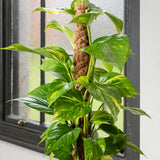 Iedera diavolului Epipremnum Aureum (Cu Suport) - 160 cm