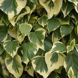 Iedera verde-crem Gloire de Marengo, cataratoare si vesnic verde