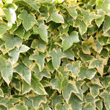 Iedera Variegata Goldchild, cataratoare, vesnic verde