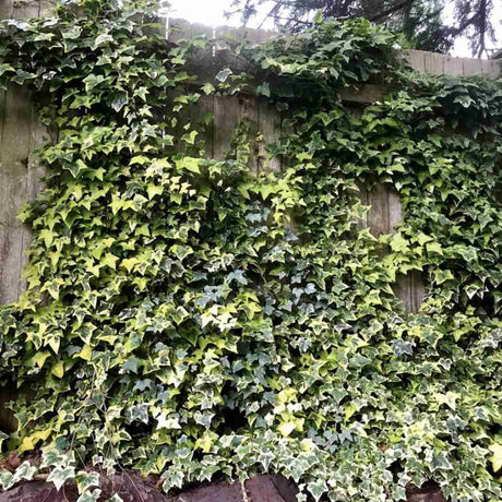 Iedera Golden Kolibri, cu frunzis verde si margini aurii