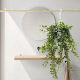 Iedera Helix Wonder (Hanger) - 50 cm