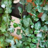 Iedera Helix Wonder (Hanger) - 50 cm