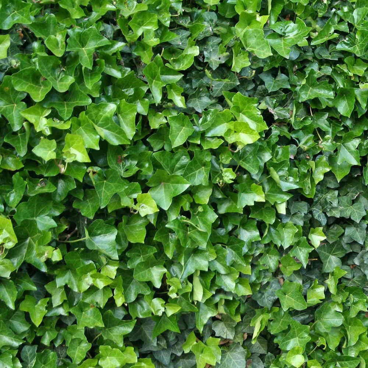 Iedera Hedera Hibernica, cataratoare, vesnic verde