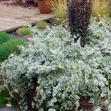 Iedera alb-verde Hedera Little Diamond, cataratoare si vesnic verde