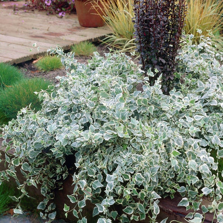 Iedera alb-verde Hedera Little Diamond, cataratoare si vesnic verde