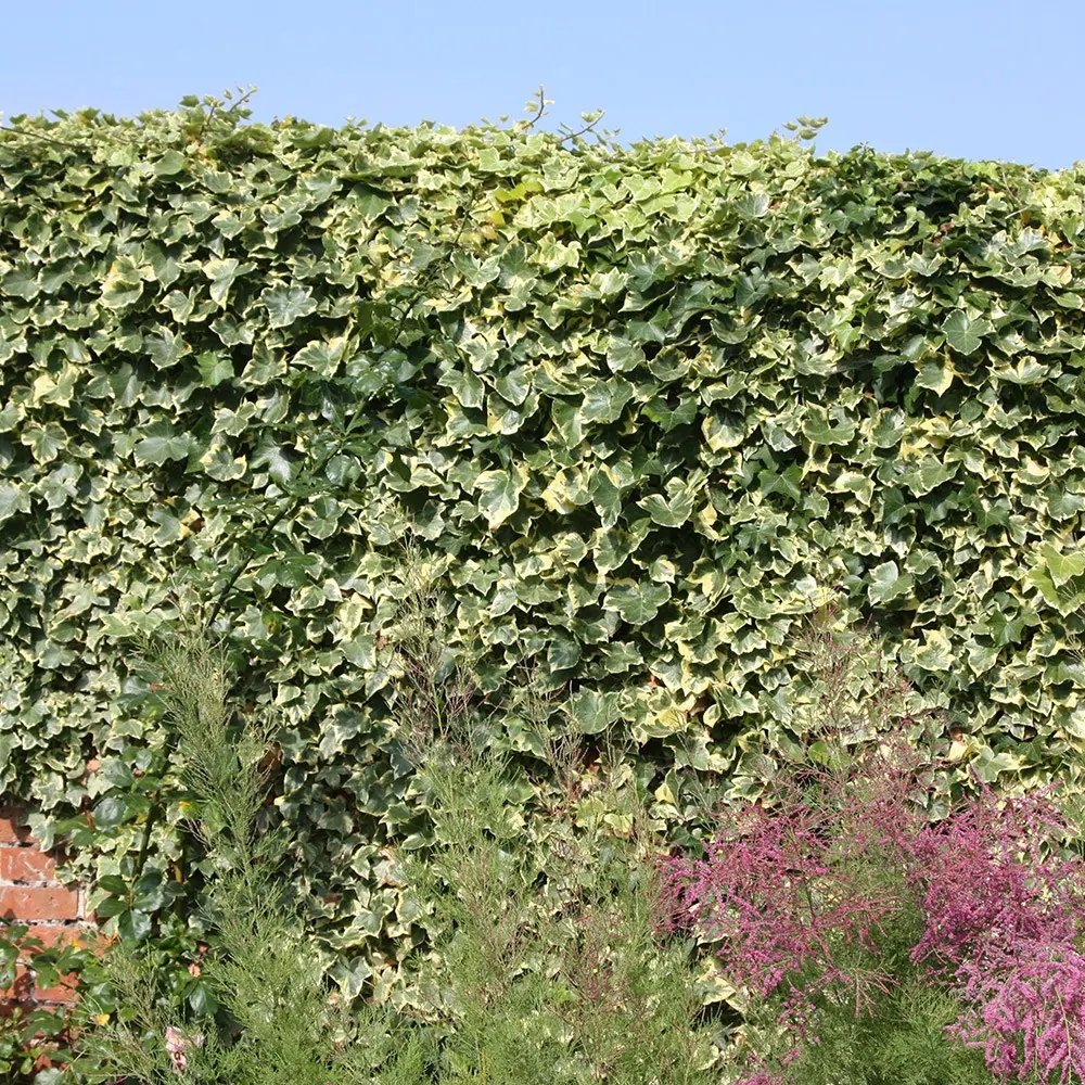 Iedera Variegata Goldchild, cataratoare, vesnic verde