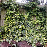 Iedera Variegata Goldchild, cataratoare, vesnic verde