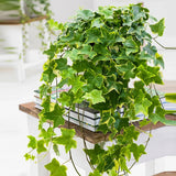 Iedera Variegata Goldchild (Hanger) - 50 cm