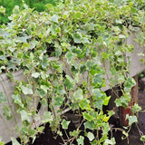 Iedera Variegata White Wonder (Hanger) - 50 cm