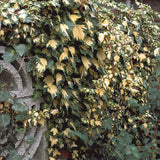 Iedera verde-auriu Goldheart, cataratoare si vesnic verde