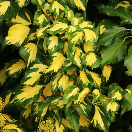 Iedera verde-auriu Goldheart, cataratoare si vesnic verde