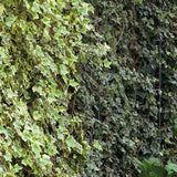 Iedera alb-verde Hedera Little Diamond, cataratoare si vesnic verde