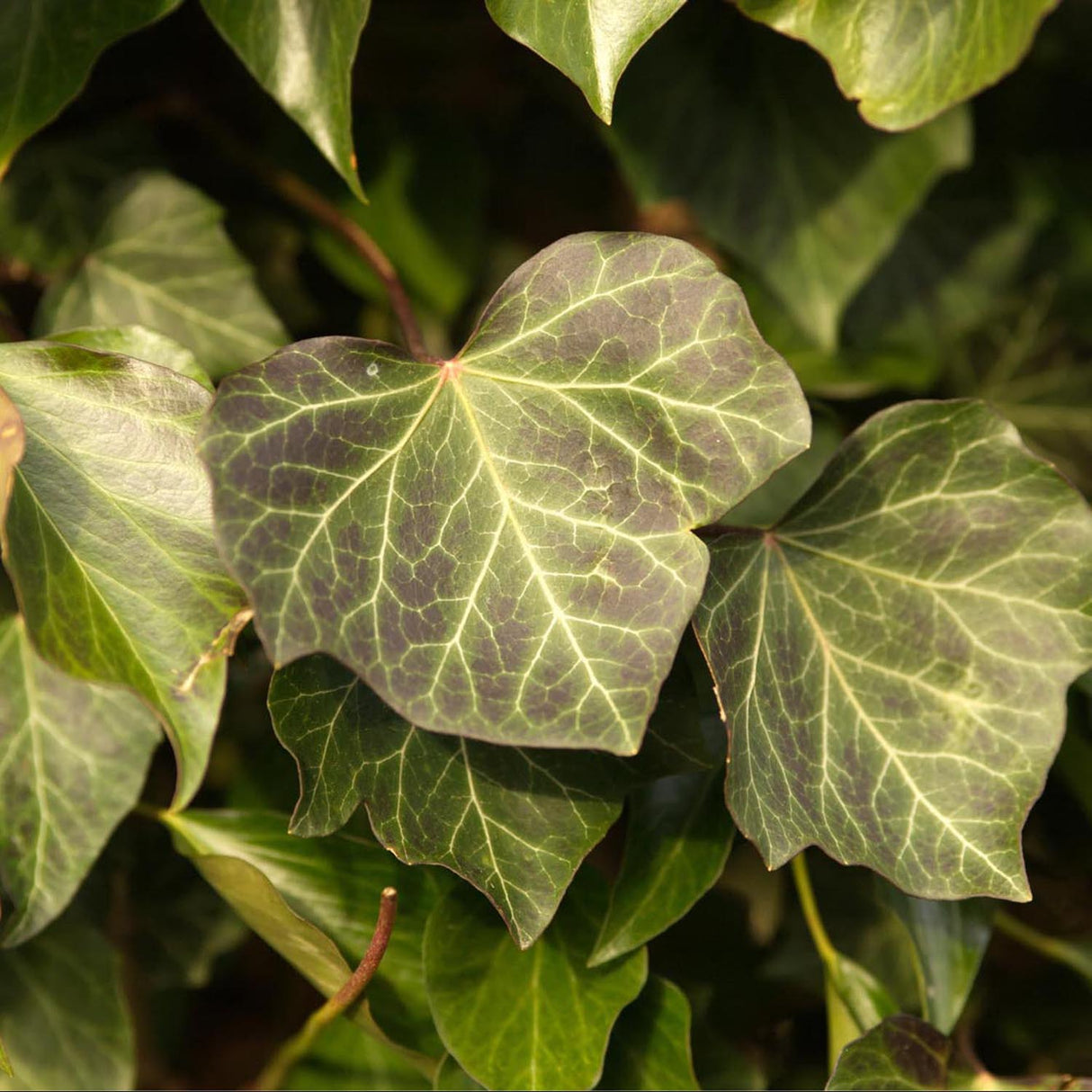 Iedera vesnic verde Woerner, cataratoare
