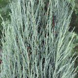 Ienupar columnar albastru de Munte Blue Arrow