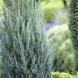 Ienupar columnar albastru de Munte Blue Arrow