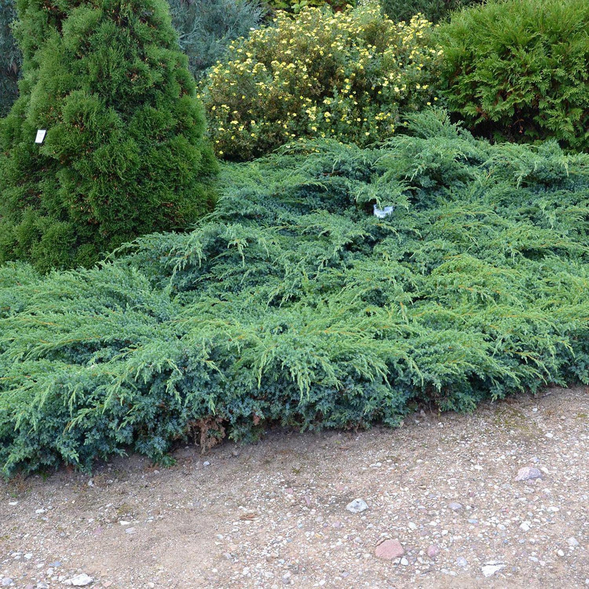 Ienupar tarator albastru-argintiu Blue Carpet