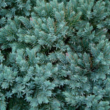 Ienupar tarator Albastru Blue Star