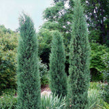 Ienupar columnar albastru-verzui Stricta
