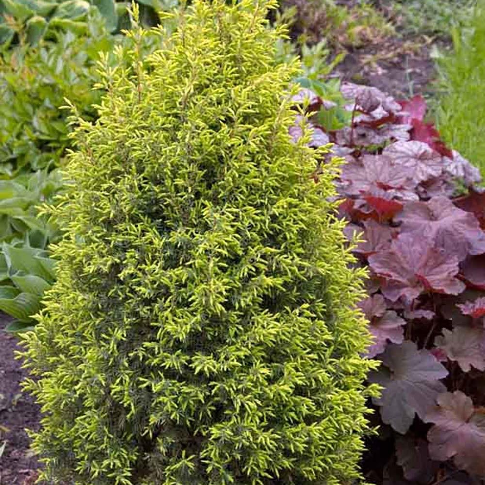 Ienupar columnar auriu Gold Cone