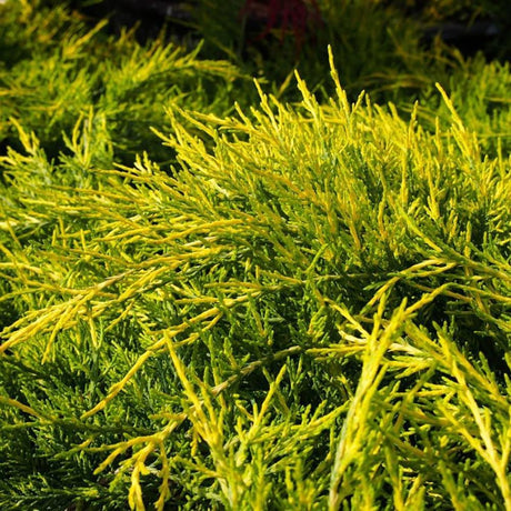 Ienupar Pfitzeriana galben Aurea