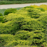 Ienupar tarator auriu Old Gold