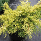 Ienupar tarator auriu Old Gold
