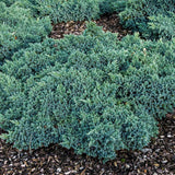 Ienupar tarator Albastru Blue Star