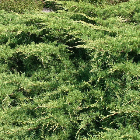 Ienupar tarator verde-auriu Wilhelm Pfitzer
