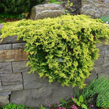 Ienupar Tarator galben Lemon Carpet