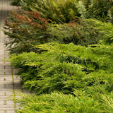 Ienupar tarator verde Prince Of Wales
