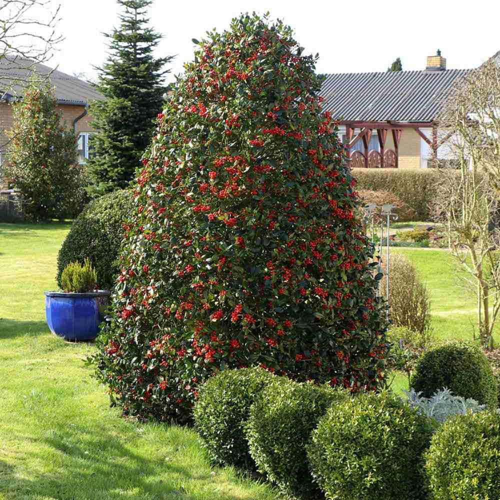Laur Japonez Ilex Blue Maid, vesnic verde, cu fructe rosii, frunze albastru-verzui, forma piramidala