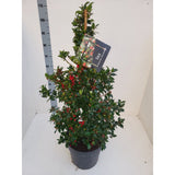 Laur Japonez Ilex Blue Maid, vesnic verde, cu fructe rosii, frunze albastru-verzui, forma piramidala