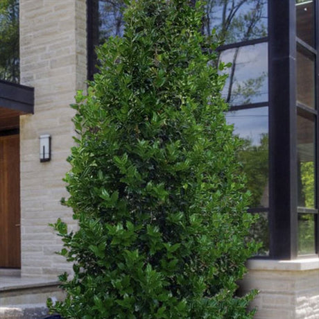 Laur Japonez Ilex Blue Maid, vesnic verde, cu fructe rosii, frunze albastru-verzui, forma piramidala