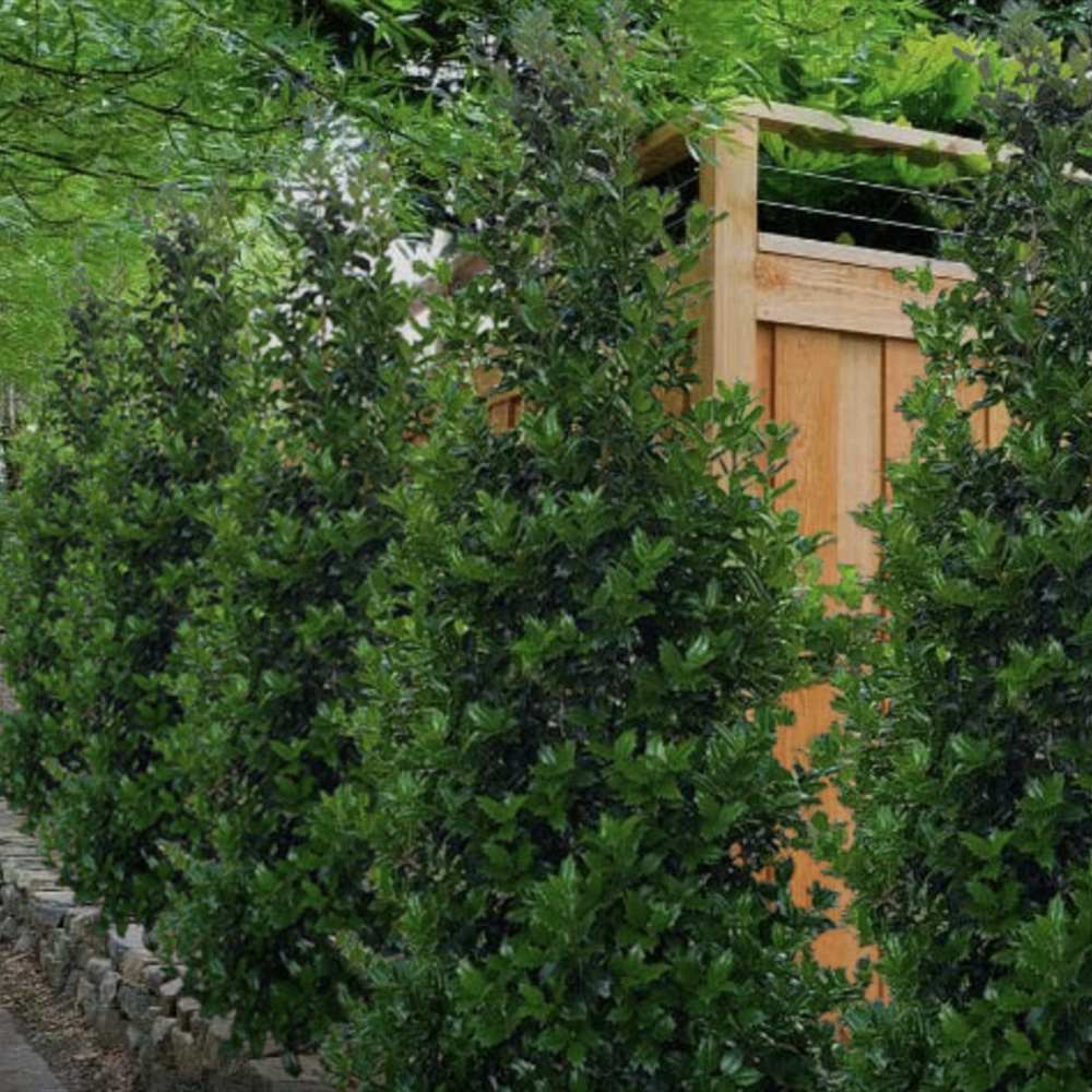 Laur Japonez Ilex Blue Maid, vesnic verde, cu fructe rosii, frunze albastru-verzui, forma piramidala