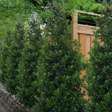 Laur Japonez Ilex Blue Maid, vesnic verde, cu fructe rosii, frunze albastru-verzui, forma piramidala