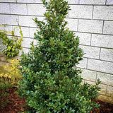 Laur Japonez Ilex Blue Maid, vesnic verde, cu fructe rosii, frunze albastru-verzui, forma piramidala