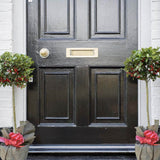 Ilex Blue Maid Copacel, frunzis verde-inchis, vesnic verde, fructe rosii decorative, decor iarna